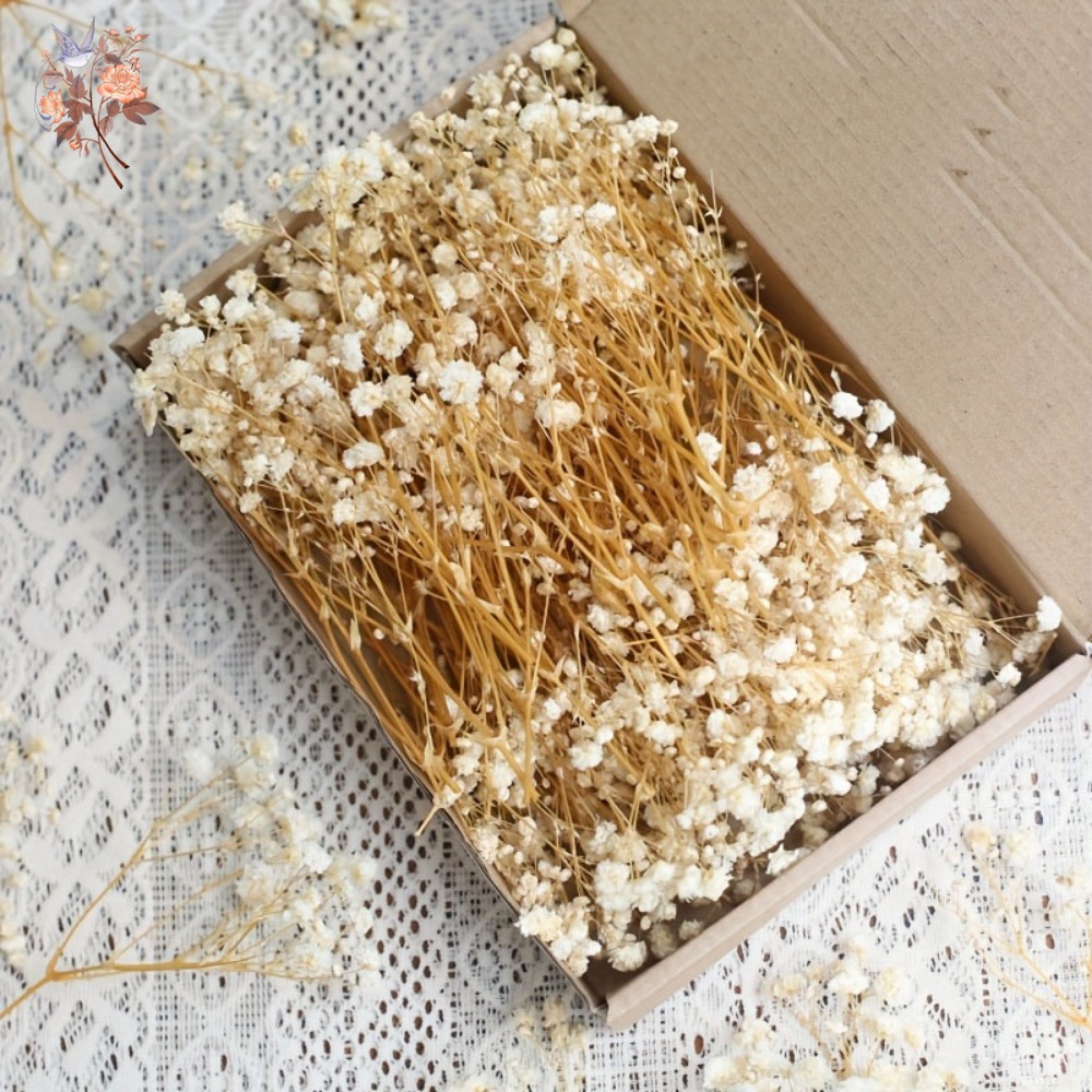 100pcs Mini Dried Baby's Breat - Embellish Craft review and price